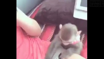 sexy monkey like beauty woman