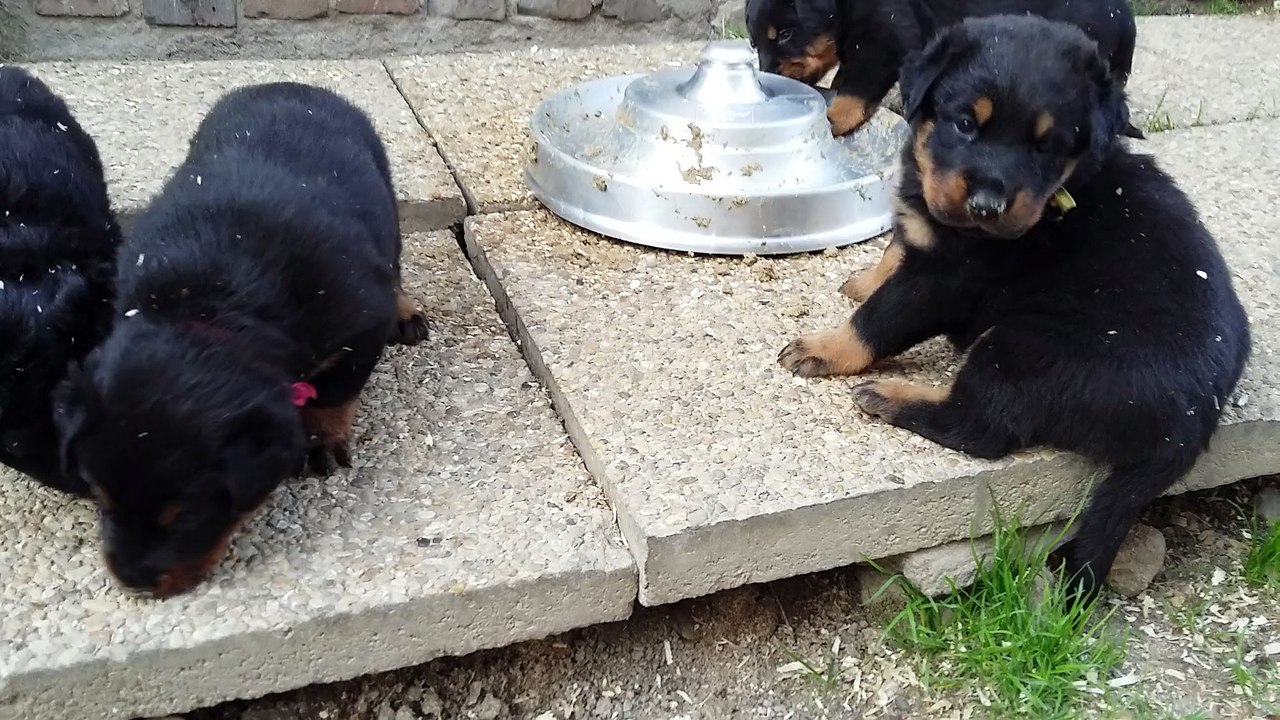 Chiots Hanggun & Genesis - Beaucerons des Ganches de la Loire
