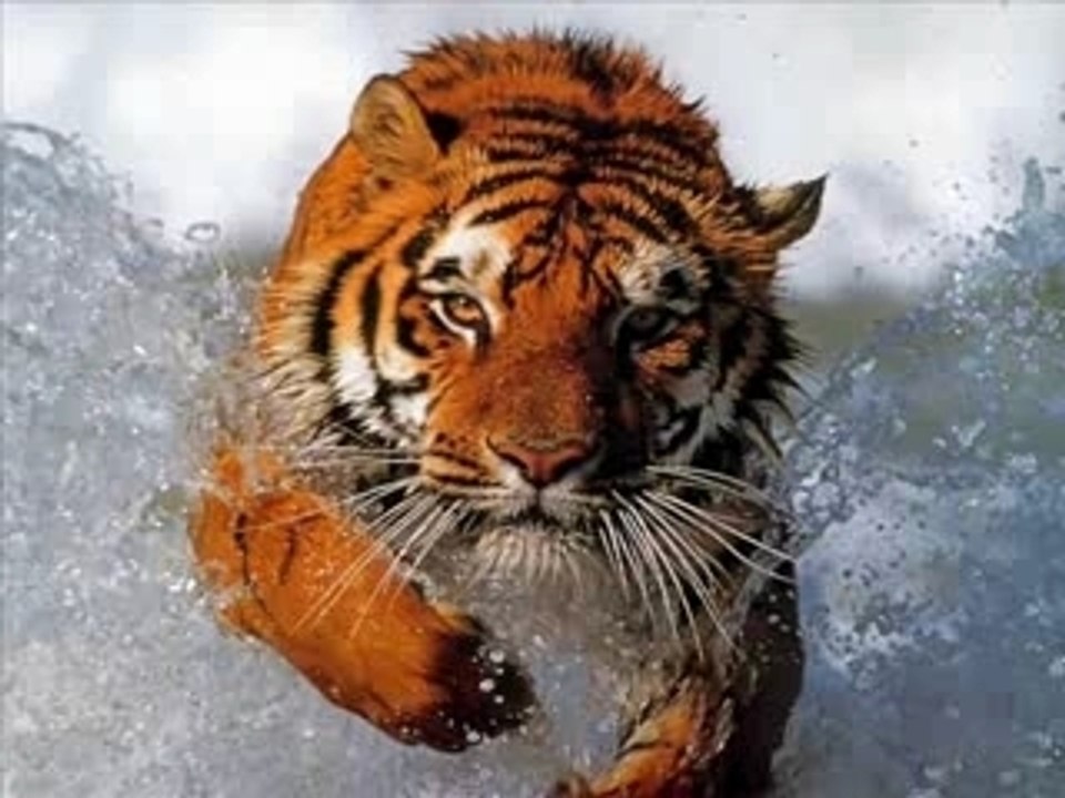 Diaporama tigre