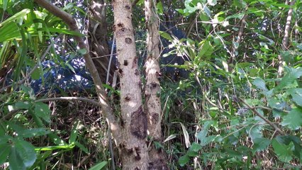 クワガタ採集ダイアリー 2014年8月