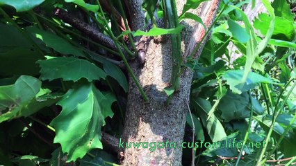 クワガタ採集ダイアリー ヒラタクワガタ2015年5月下旬