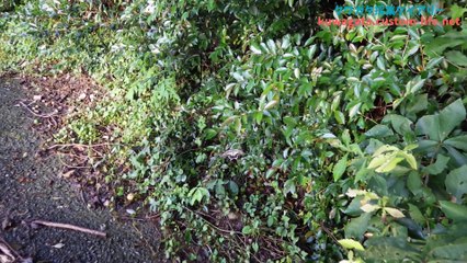 クワガタ採集ダイアリー レアカラーカナブンを求めて 2015年