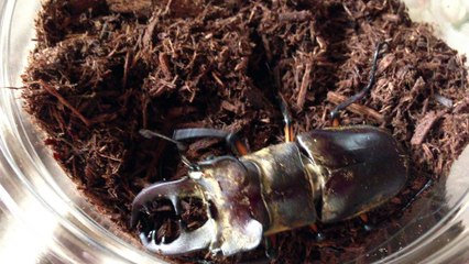 クワガタ採集ダイアリー 70mm up ミヤマクワガタとミヤマ達