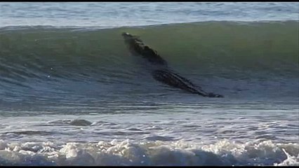 Australie : un crocodile de quatre mètres aperçu sur une plage