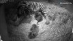 Naissance rare au Zoo de Londres : 3 tigres de Sumatra!