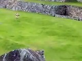 Des touristes posent nus devant le Machu Picchu