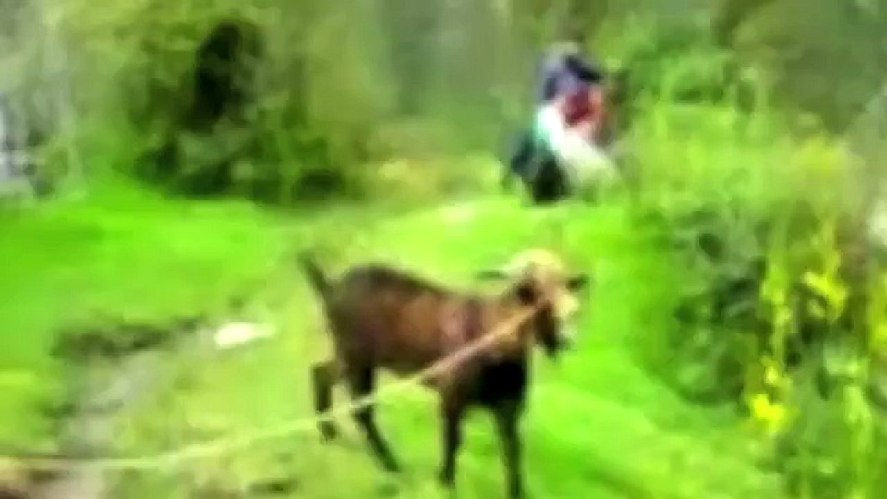 La musique de Game of Thrones avec des chèvres et des moutons