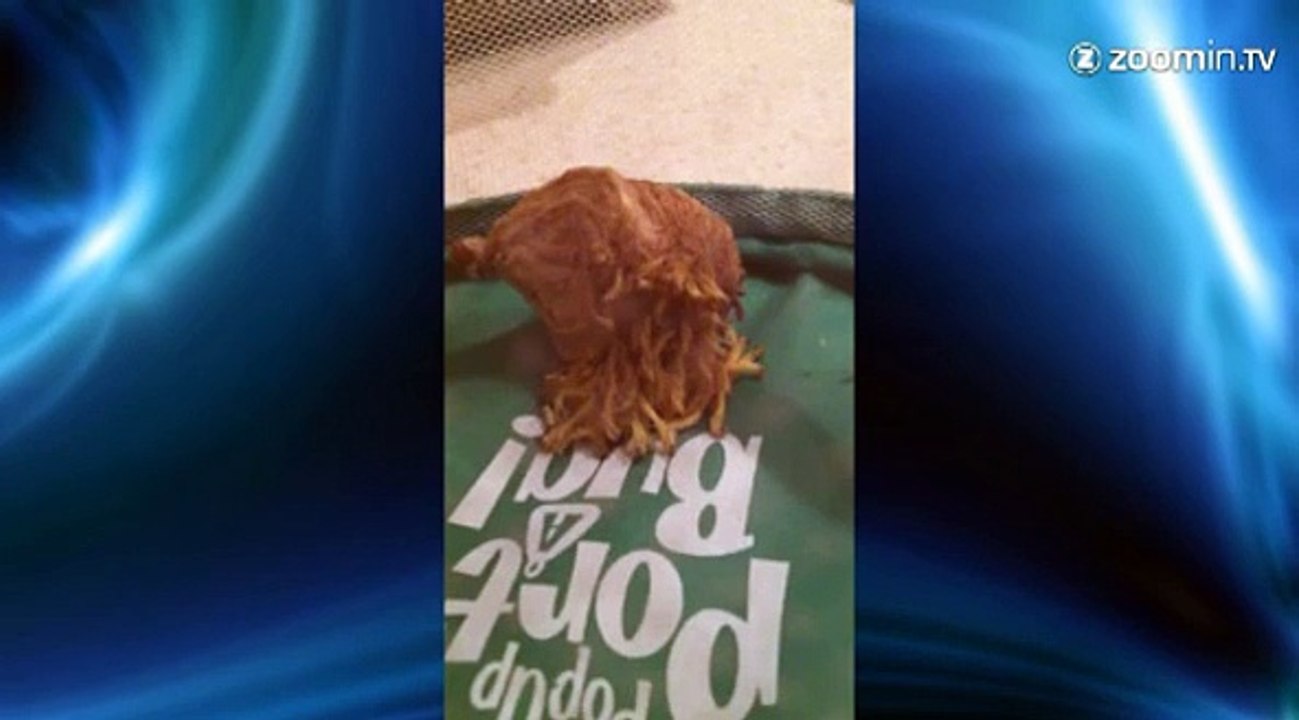 Naissances des mantes !