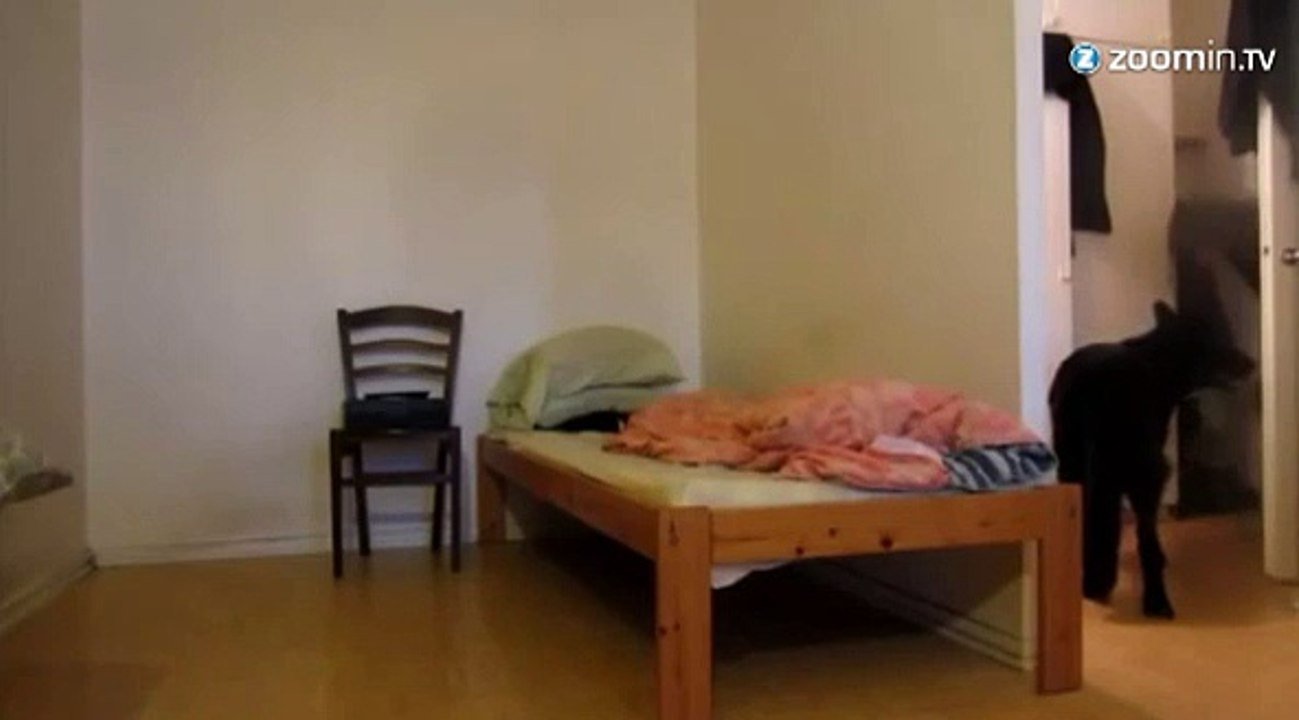 Quand les maîtres ne sont pas là, les chiens dansent