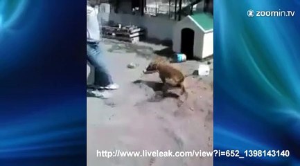 Il n'aurait vraiment pas dû énerver ce pitbull...