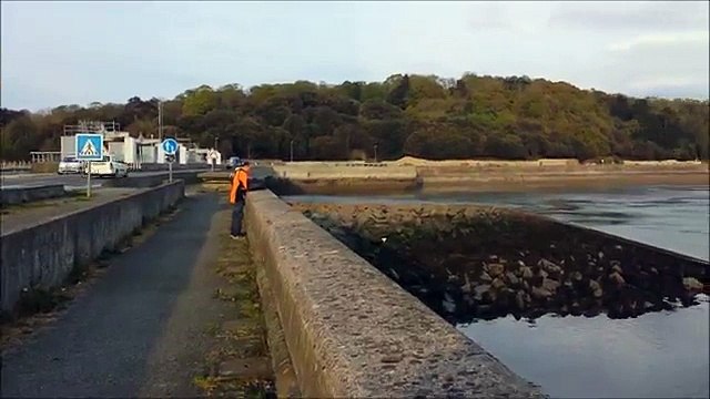 Bretagne : un dauphin bloqué au barrage de la Rance