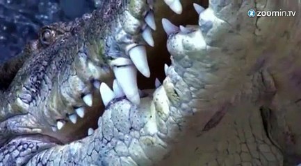 Choc : au plus près des crocodiles!