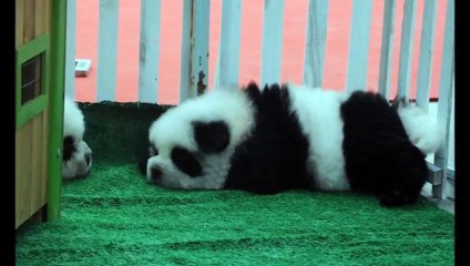 Chiens Panda en Chine