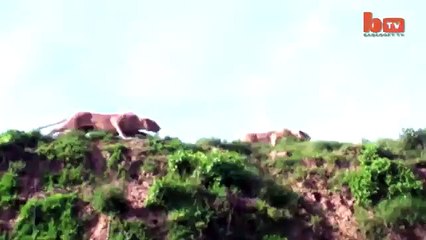 Une lionne attrape une antilope en plein vol