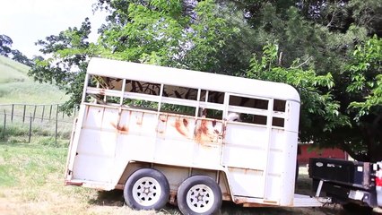 Histoire touchante d'une amitié entre une chèvre et un âne