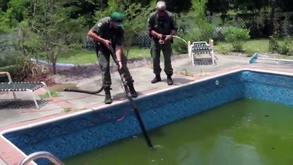Elle découvre un alligator dans la piscine !