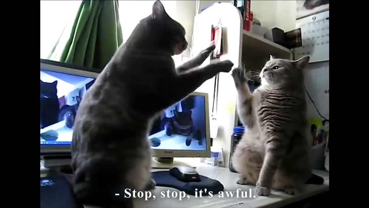 Deux chats dansent la capucine