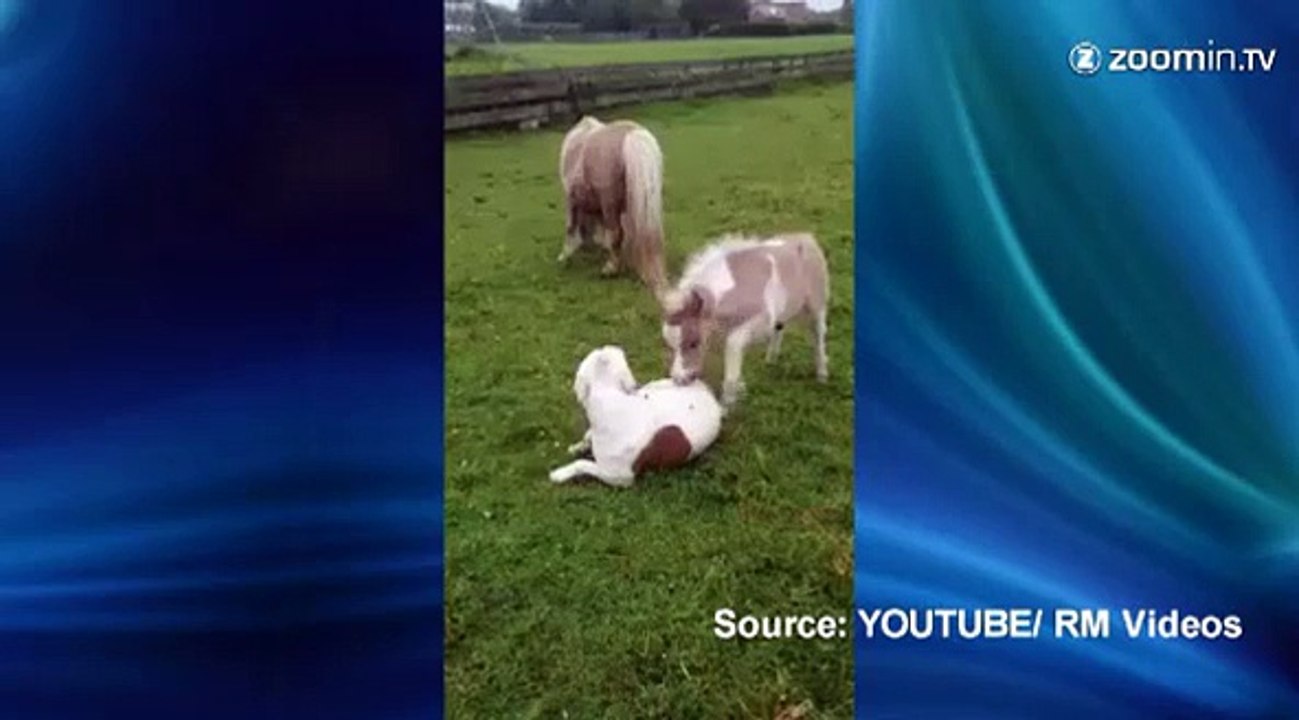 Un poney et un chien copains comme cochons!