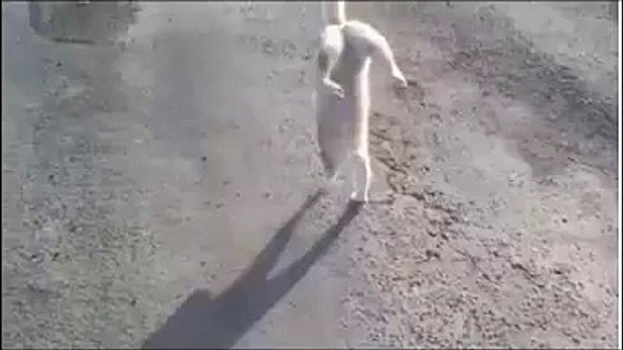 القط البهلوان يمشي على القدمين الأماميتين