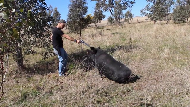 Un débile fait asseoir un cochon en le menaçant avec un gros pistolet Smith & Wesson