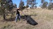 Stupid Guy makes sit a Pig using a massive Gun Smith & Wesson