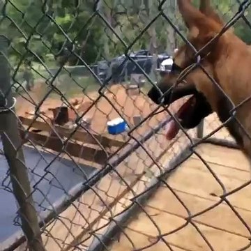 Dog Knocks Out Skateboarder