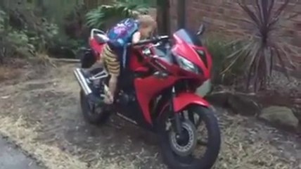 Quand bébé démarre la moto de papa