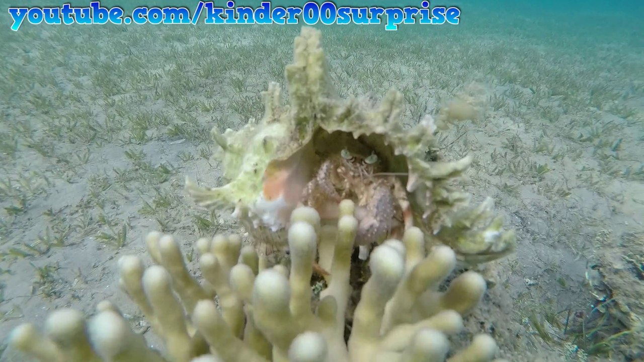Holiday in Egypt Hurghada  Red Sea underwater, Test GoPro HERO4 Video HD #6day