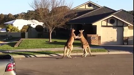 Une bagarre de kangourous plutôt musclée !