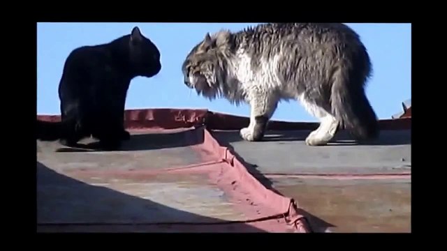 Драка котов насмерть. Funny cats