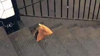 New-York-City-rat-taking-pizza-home-on-the-subway