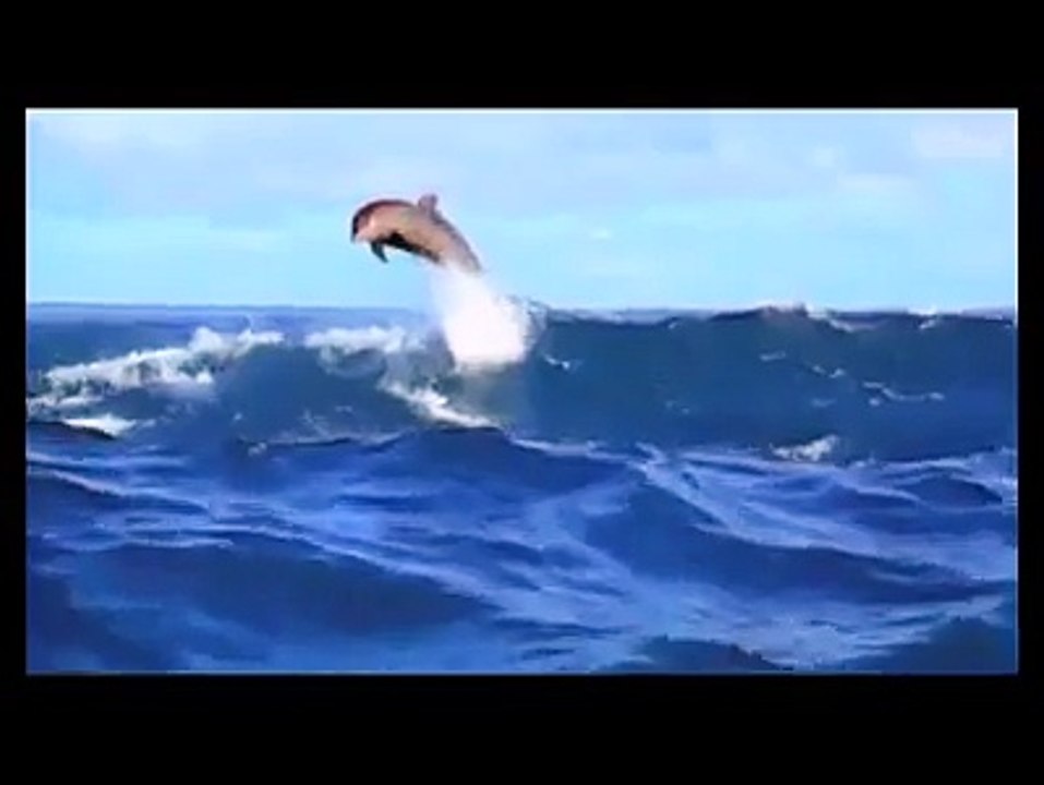 Salvar a los delfines, somos su unica esperanza