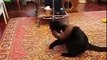 Cat and squirrel fun watch animal funny video