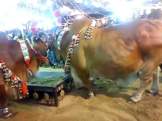 Shahid Afridi Branded Cattle Beauty on Eid-ul-Azha 2015