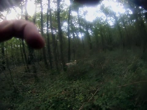 chasse au lievre daya fibi