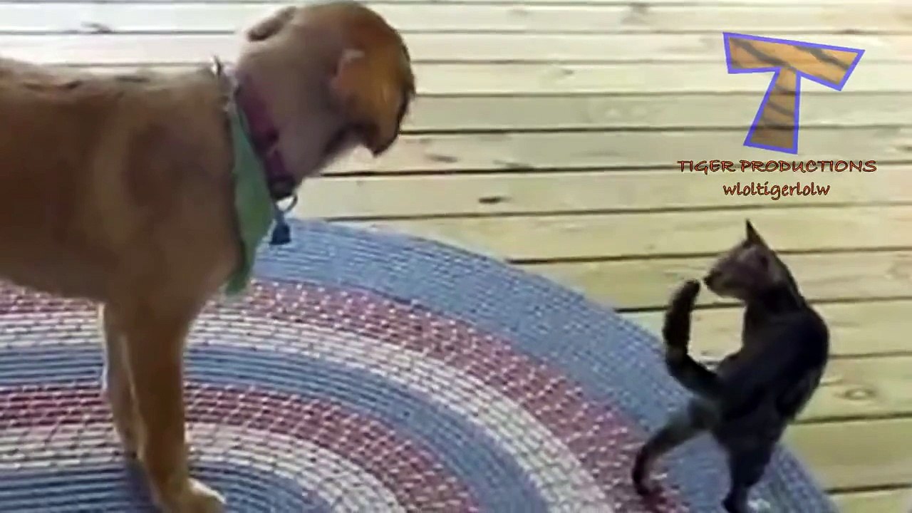 Dogs scared of cats - Funny animal compilation