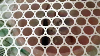 Evde çay balığı beslemek