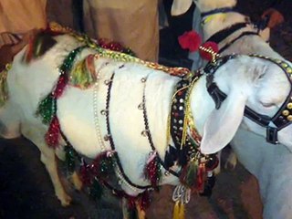 Beautiful Dumba in Bakra Eid 2015