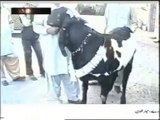 Goat have 275 kg Weight in Bakra Eid 2015