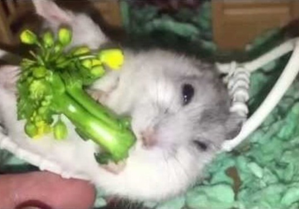 Happy Hamsters Enjoy Relaxing Massage