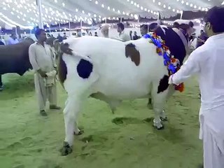 Beautiful and Heavy weight  Bachra in  Bakra Eid 2015