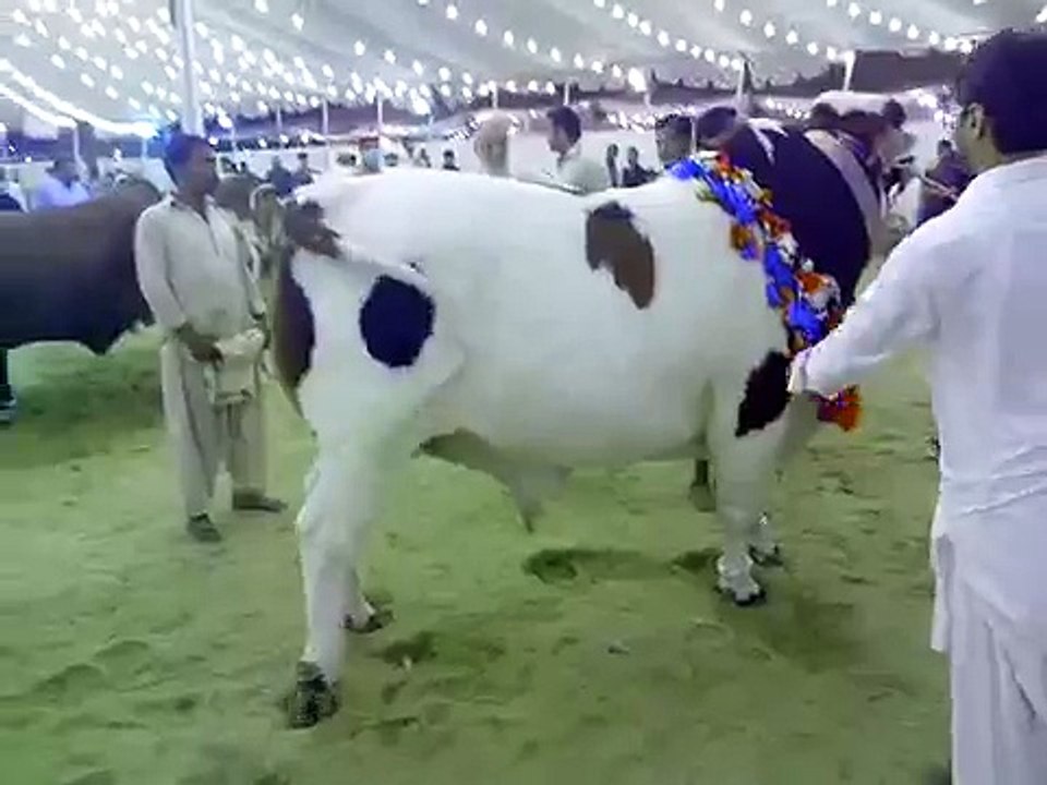 Beautiful and Heavy weight  Bachra in  Bakra Eid 2015