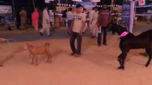 Dancing Goat in Bakra Mandi 2015 Eid ul Azha 2015