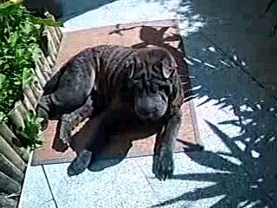 ma chienne qui bronze!!