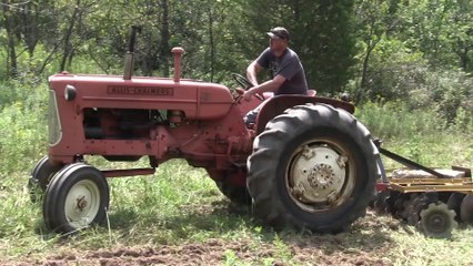 Food Plot Tips: Corn & Clover