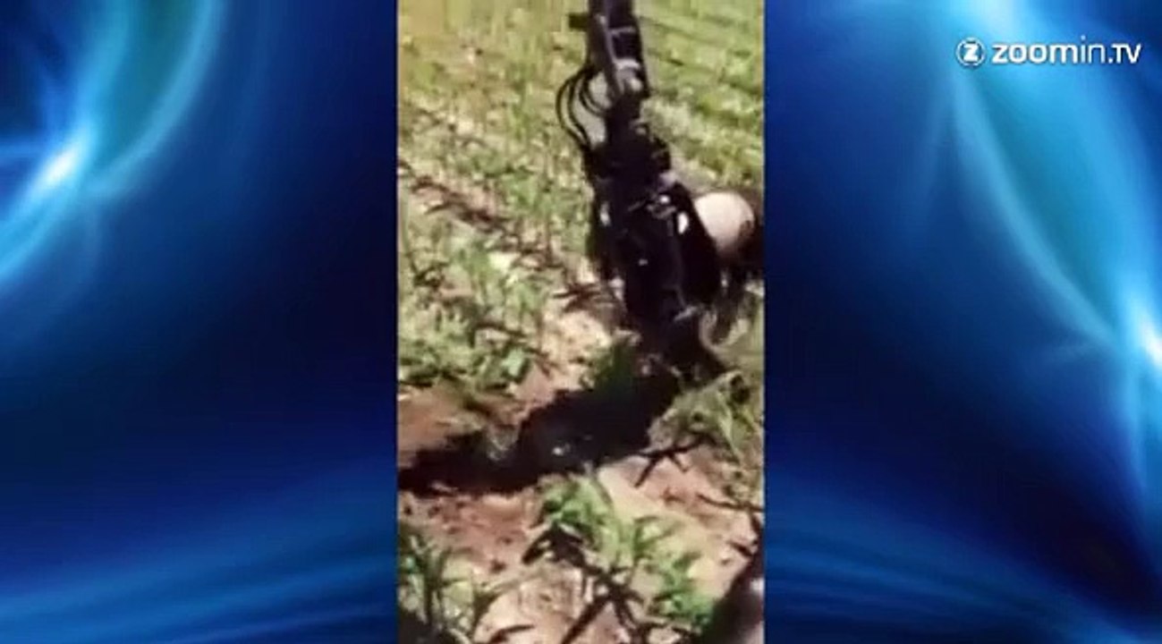 Des animaux qui ont foncé trop vite la tête la première