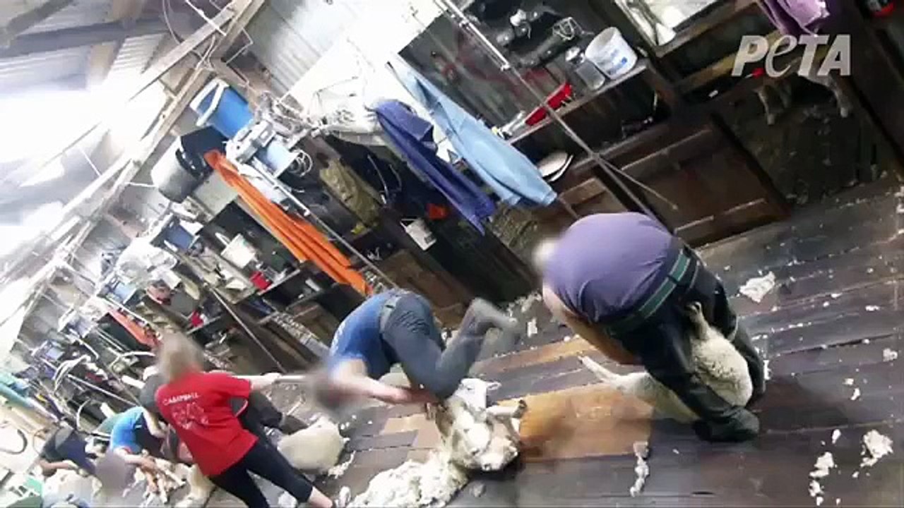 Des moutons brutalisés dans un atelier de tonte en Australie