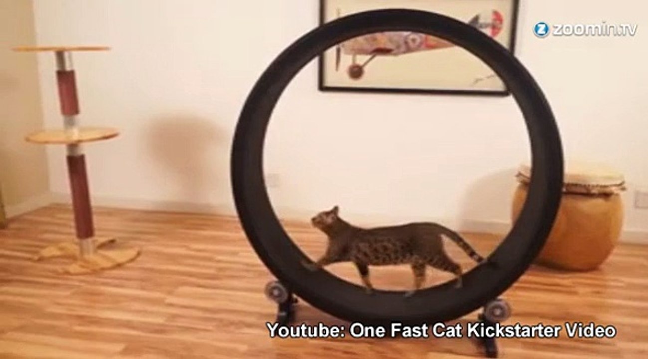 'One Fast Cat': la roue de hamster pour chat !