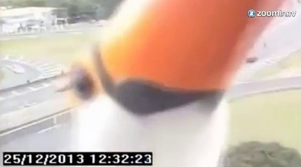 Un drôle d'oiseau capturé par une caméra