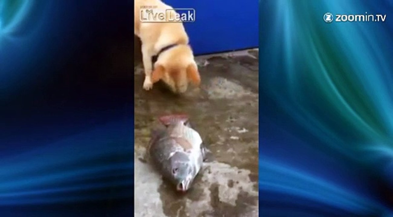 Un chien tente de sauver la vie d'un poisson